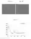 Fig. 06 - Ink composition for manufacturing light absorption layer of solar cells and method of manufacturing thin film using the same