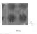 Fig. 05 - CATALYST LAYER WITH THROUGH-HOLES FOR FUEL CELLS