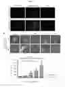 Fig. 02 - HUMANIZED MOUSE MODEL FOR STUDY OF BONA FIDE HEPATITIS VIRUS INFECTION AND USE THEREOF