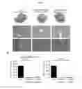 Fig. 07 - HUMANIZED MOUSE MODEL FOR STUDY OF BONA FIDE HEPATITIS VIRUS INFECTION AND USE THEREOF