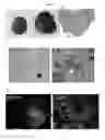 Fig. 08 - HUMANIZED MOUSE MODEL FOR STUDY OF BONA FIDE HEPATITIS VIRUS INFECTION AND USE THEREOF
