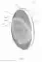Fig. 02 - PALM-HELD ELECTRIC BATH MASSAGE BRUSH