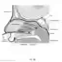 Fig. 11 - Method of performing a sphenopalatine ganglion block procedure