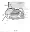 Fig. 21 - Method of performing a sphenopalatine ganglion block procedure