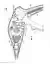 Fig. 05 - Multiple member interconnect for surgical instrument and absorbable screw fastener