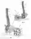 Fig. 02 - GROWING SPINAL RODS AND PEDICLE SCREWS FOR SECURING MULTIPLE SPINAL RODS