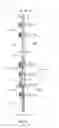 Fig. 06 - GROWING SPINAL RODS AND PEDICLE SCREWS FOR SECURING MULTIPLE SPINAL RODS