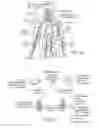 Fig. 10 - Neuromodulation catheters with shafts for enhanced flexibility and control and associated devices, systems, and methods