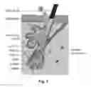 Fig. 03 - METHOD FOR DEPILATION BY PHOTOTHERMOLYSIS WITH MELANIN