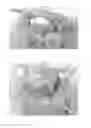 Fig. 02 - MENISCUS FOR JOINT RECONSTRUCTION