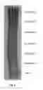 Fig. 10 - Methods and compositions for enhancing skin pigmentation