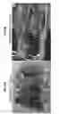 Fig. 33 - Methods and compositions for enhancing skin pigmentation