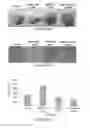 Fig. 12 - A3 adenosine receptor ligands for modulation of pigmentation