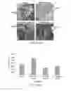 Fig. 13 - A3 adenosine receptor ligands for modulation of pigmentation