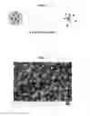 Fig. 02 - Compositions For Treating Acute, Post-Operative, or Chronic Pain and Methods of Using the Same
