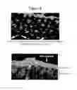Fig. 03 - Topical vasoconstrictor preparations and methods for protecting cells during cancer chemotherapy and radiotherapy