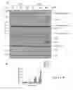 Fig. 04 - Pharmaceutical compositions of Anisomelic acid and the use thereof