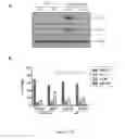 Fig. 06 - Pharmaceutical compositions of Anisomelic acid and the use thereof