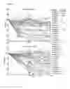 Fig. 05 - Compositions and methods for treating primary effusion lymphoma