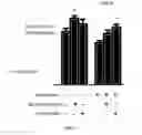 Fig. 03 - Pharmaceutical compositions for preventing glucocorticoid-induced skin thinning