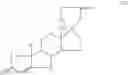 Fig. 07 - Pharmaceutical compositions for preventing glucocorticoid-induced skin thinning