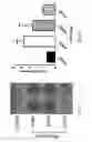 Fig. 06 - Methods for treating and preventing prostate cancer bone metastases