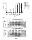 Fig. 05 - METHODS FOR THE TREATMENT OF BLADDER CANCER