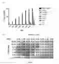Fig. 08 - METHODS FOR THE TREATMENT OF BLADDER CANCER