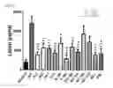 Fig. 22 - Pharmaceutical Composition for Anti-Obesity Comprising Complex Extracts, Including Saururi Chinensis Baill. Extract, Curcumae Longae Rhizoma Extract and Polygalae Radix Extract