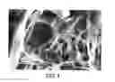 Fig. 05 - Tunable anti-microbial loaded hydrogels