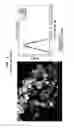 Fig. 02 - Compositions and methods for preventing or treating diseases, conditions, or processes characterized by aberrant fibroblast proliferation and extracellular matrix deposition