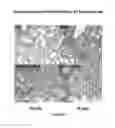 Fig. 19 - Compositions and methods for preventing or treating diseases, conditions, or processes characterized by aberrant fibroblast proliferation and extracellular matrix deposition