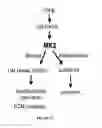 Fig. 20 - Compositions and methods for preventing or treating diseases, conditions, or processes characterized by aberrant fibroblast proliferation and extracellular matrix deposition