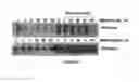 Fig. 24 - Compositions and methods for preventing or treating diseases, conditions, or processes characterized by aberrant fibroblast proliferation and extracellular matrix deposition