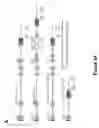 Fig. 04 - NGAL AND URINARY TRACT INFECTION