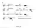 Fig. 27 - NGAL AND URINARY TRACT INFECTION