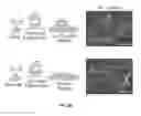 Fig. 09 - Compositions and methods relating to myomaker-induced muscle cell fusion