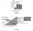 Fig. 06 - Methods of use for IL-22 promoting rejuvenation of thymic and bone marrow function