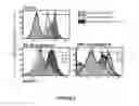 Fig. 13 - Methods of use for IL-22 promoting rejuvenation of thymic and bone marrow function