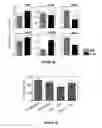 Fig. 18 - Methods of use for IL-22 promoting rejuvenation of thymic and bone marrow function