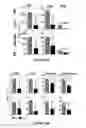 Fig. 38 - Methods of use for IL-22 promoting rejuvenation of thymic and bone marrow function