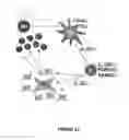 Fig. 49 - Methods of use for IL-22 promoting rejuvenation of thymic and bone marrow function