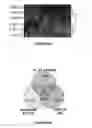 Fig. 50 - Methods of use for IL-22 promoting rejuvenation of thymic and bone marrow function