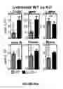 Fig. 56 - Methods of use for IL-22 promoting rejuvenation of thymic and bone marrow function