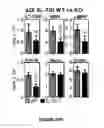 Fig. 57 - Methods of use for IL-22 promoting rejuvenation of thymic and bone marrow function