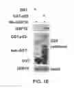 Fig. 04 - Methods and materials for treating cancers that express reduced levels of wild-type p53 polypeptides