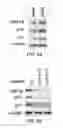 Fig. 06 - Methods and materials for treating cancers that express reduced levels of wild-type p53 polypeptides