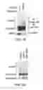 Fig. 09 - Methods and materials for treating cancers that express reduced levels of wild-type p53 polypeptides