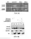 Fig. 10 - Methods and materials for treating cancers that express reduced levels of wild-type p53 polypeptides