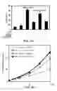Fig. 14 - Methods and materials for treating cancers that express reduced levels of wild-type p53 polypeptides